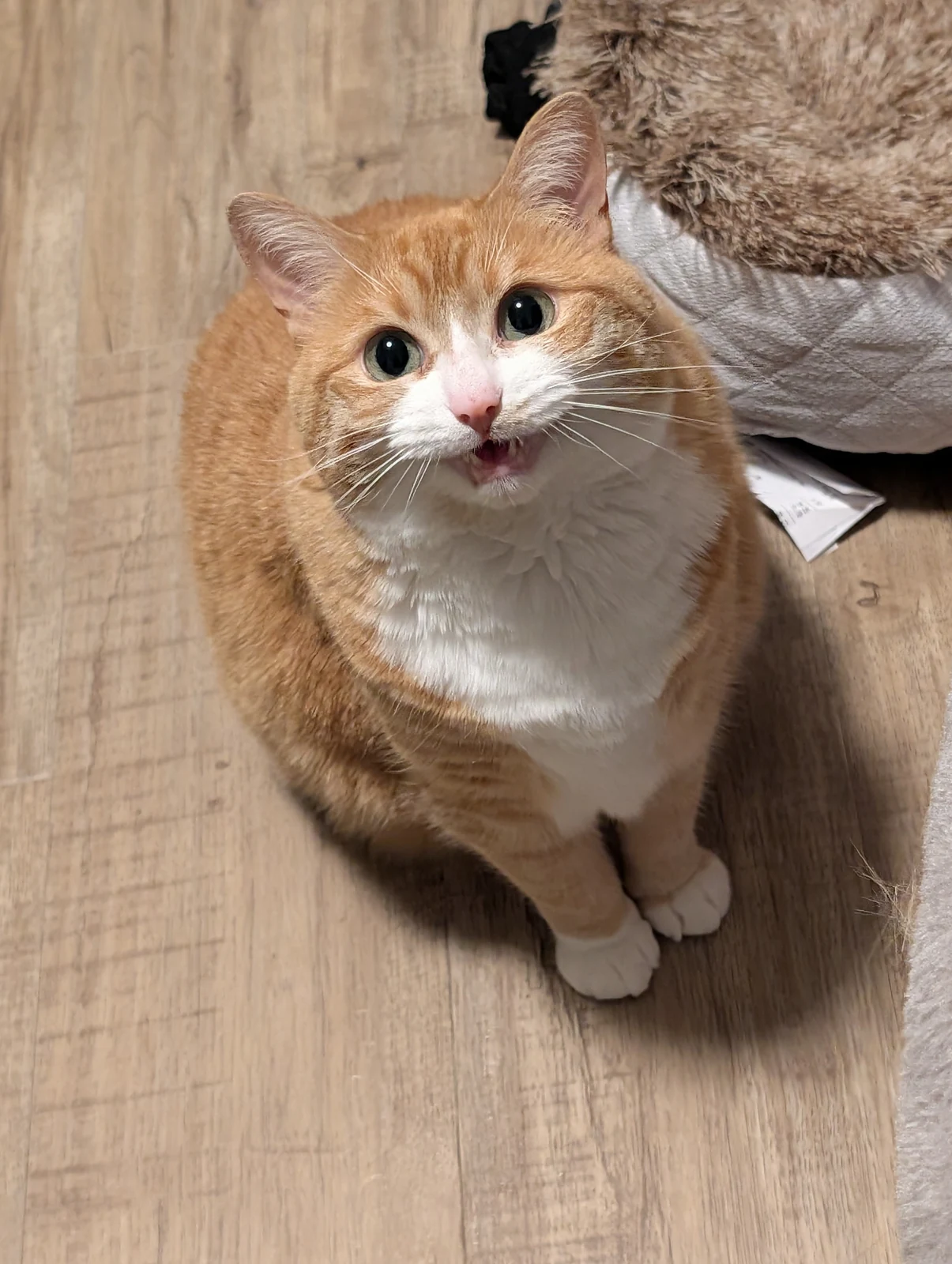 Tofu sits on the floor with the tip of the tongue showing.