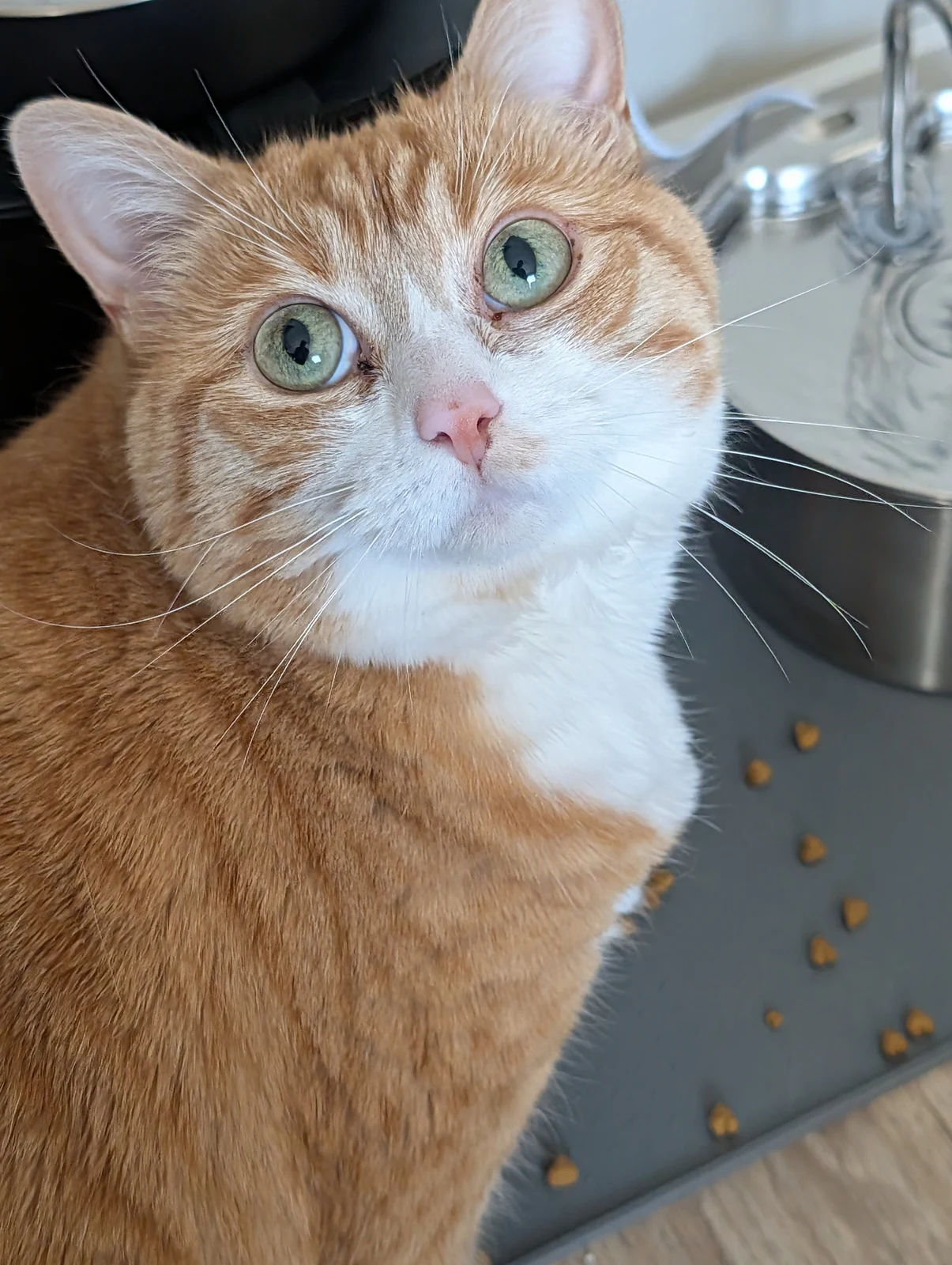 A close portrait of Tofu looking upward.