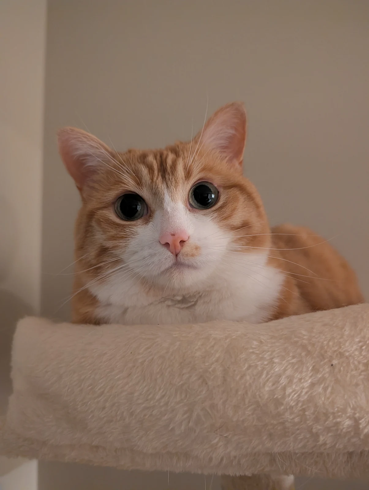 Tofu rests on a plush cat-tree perch.