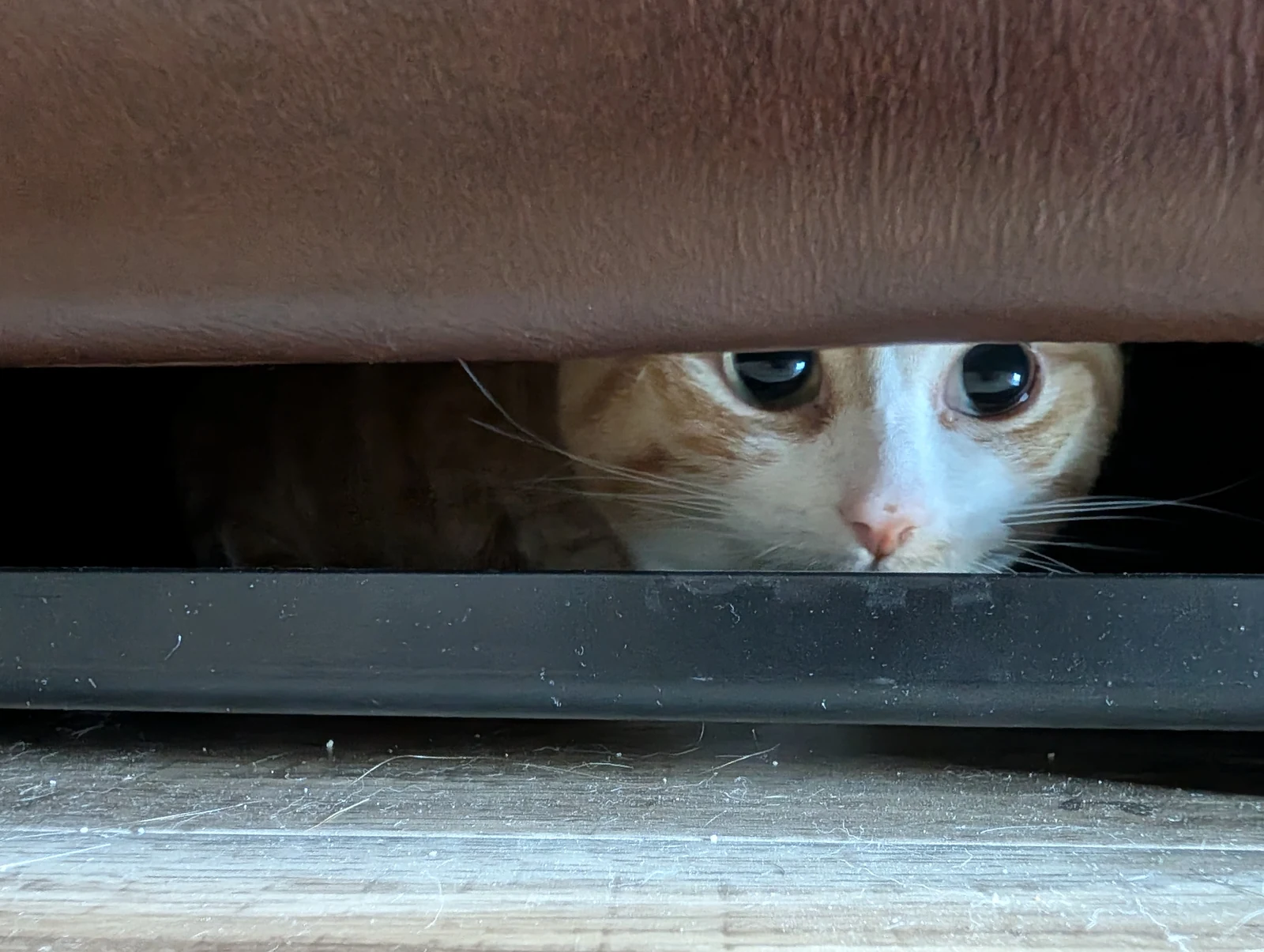 Tofu peeks through the gap below furniture.