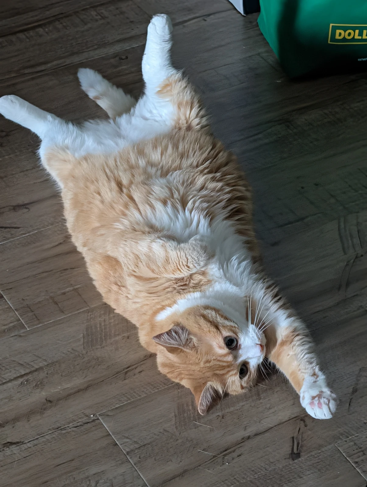 Tofu sprawls upside down on the floor.
