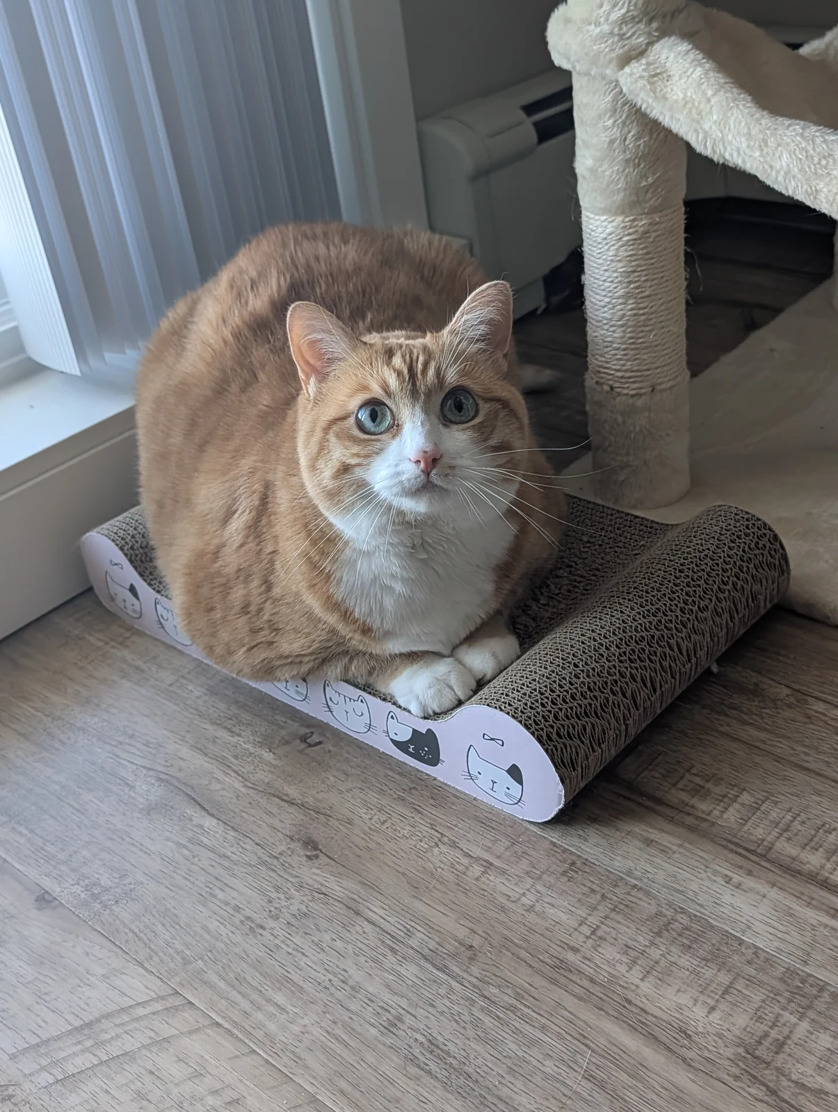 Tofu rests on a cardboard scratcher.