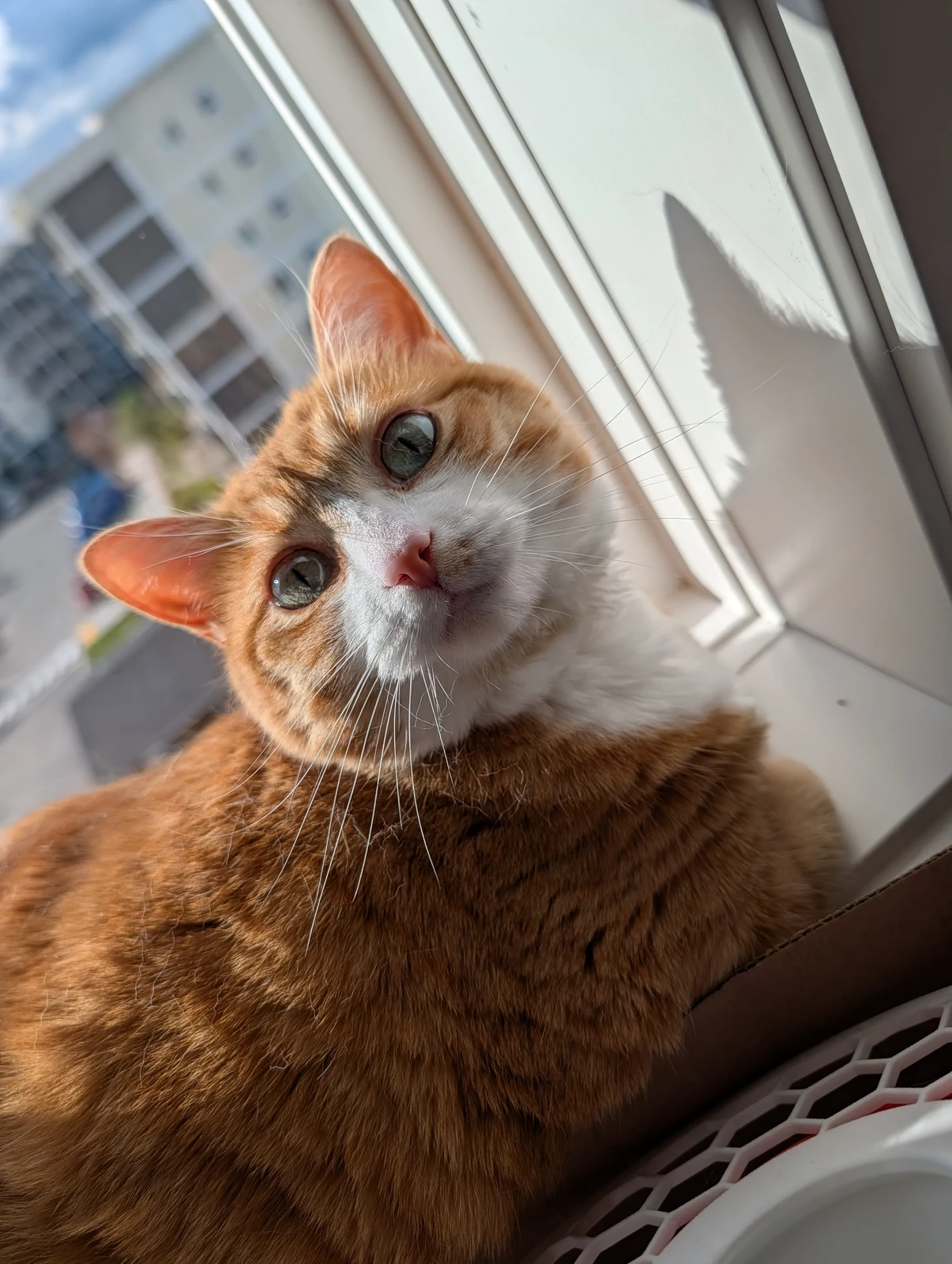 Tofu sits beside a bright window.
